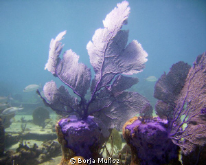 15 metres under the Bahamas there´s a beautiful purpure m... by Borja Muñoz 